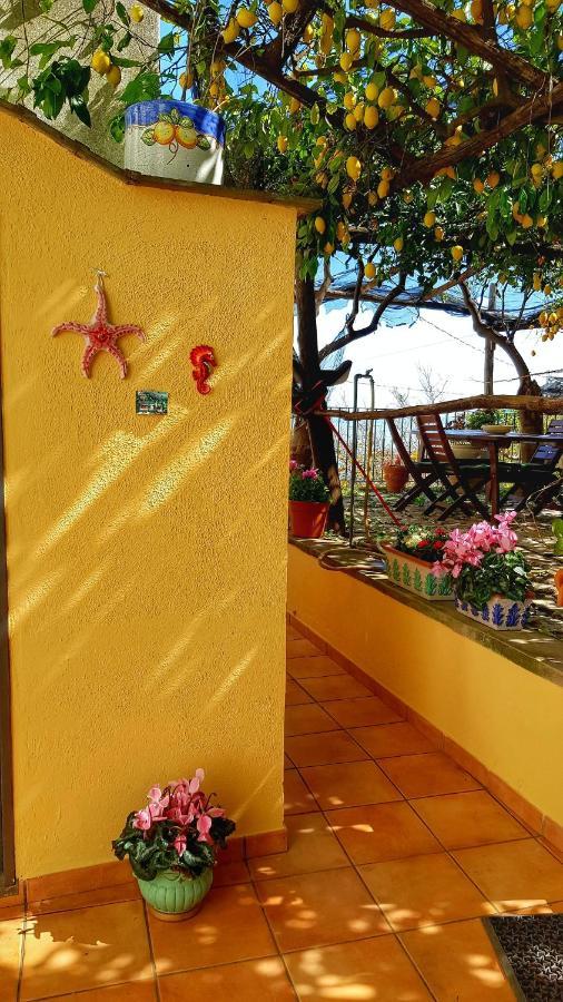 Willa Il Limoneto Degli Angeli Minori Zewnętrze zdjęcie