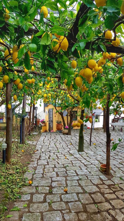 Willa Il Limoneto Degli Angeli Minori Zewnętrze zdjęcie