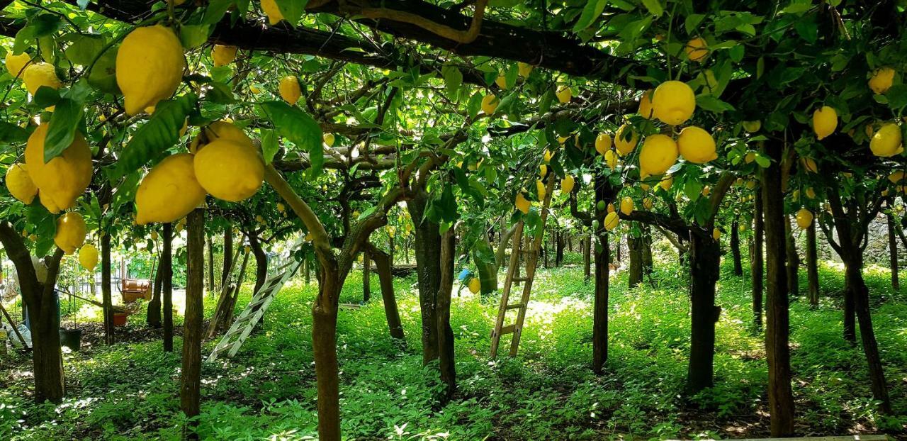 Willa Il Limoneto Degli Angeli Minori Zewnętrze zdjęcie